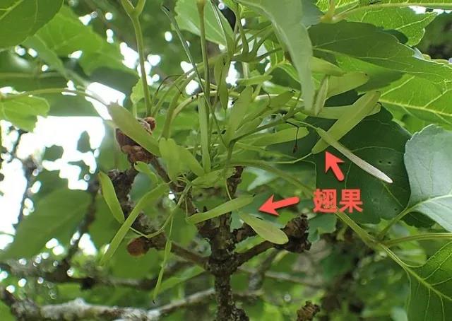 细长的即为白蜡树翅果.