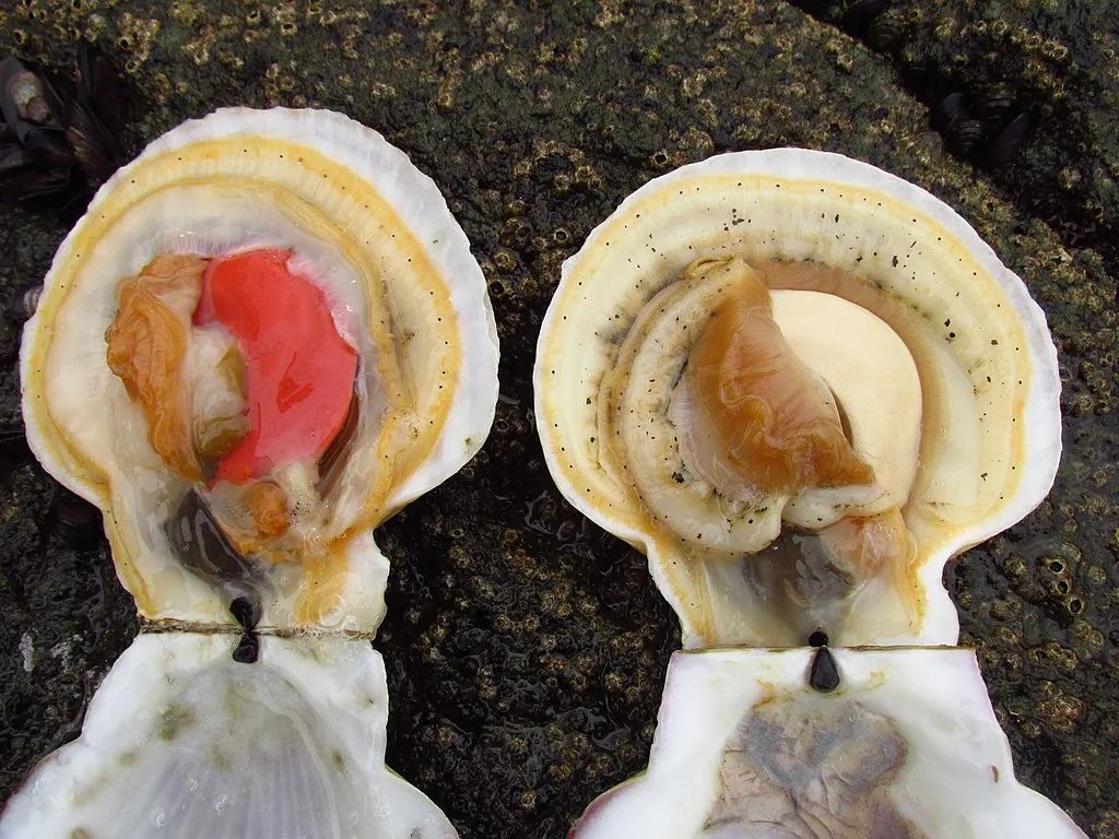 虾夷扇贝的内脏,红色为雌性,白色为雄性   joanbanjo / wikimedia