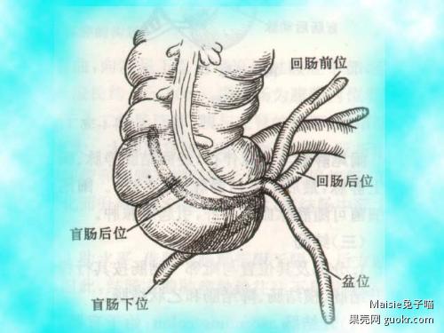 阑尾有几个 www.guokr.com