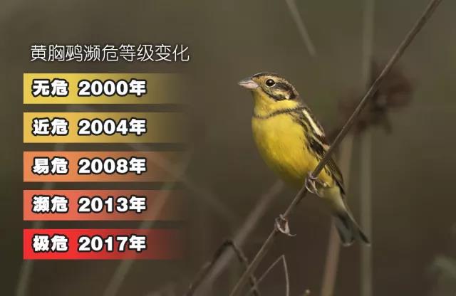 【2018年物种日历】2月10日 黄胸鹀