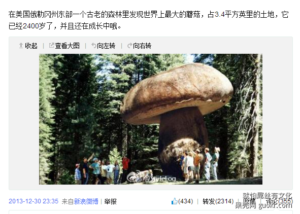 看到一条热门微博,说神马在美国发现了一株世界上最大的蘑菇.