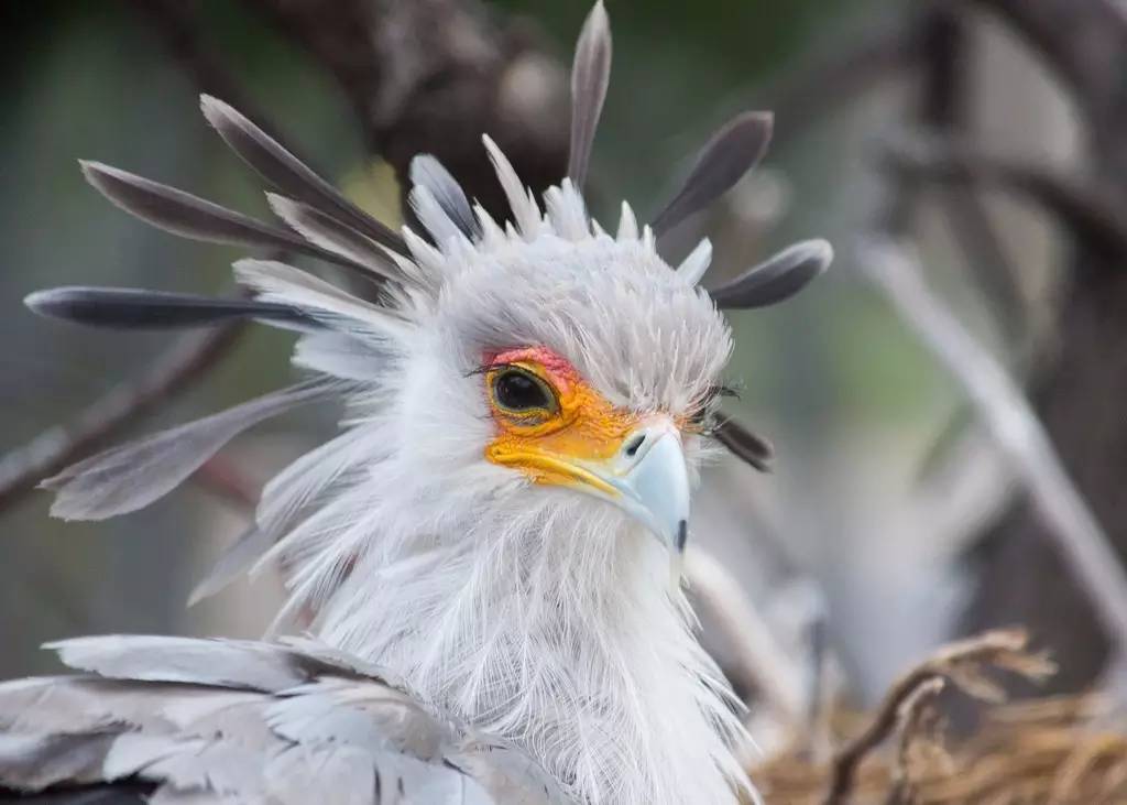 秘书鸟头上的翎毛与羽毛笔有几分相似.图片:  flickr