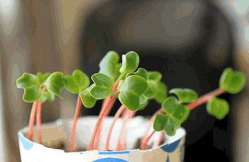 盆景 盆栽 植物 360_234 gif 动态图 动图