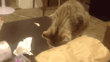 com 图片来源:reddit  图片来源:gifs.tastefullyoffensive.