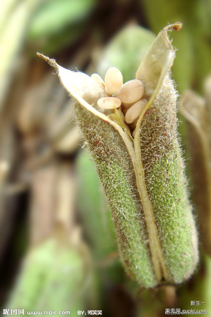 黑芝麻植物长什么样?是一种果子的种子吗?