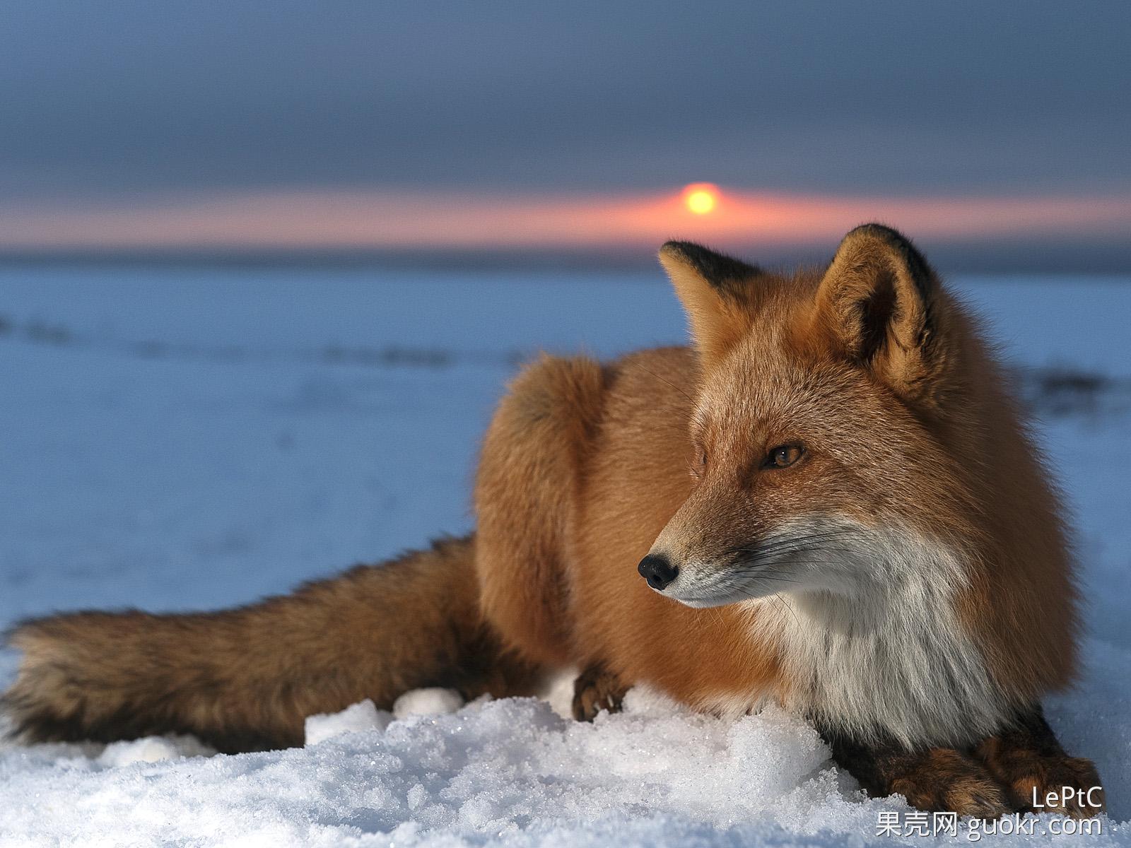 狐狸,"your fur is red~so beautiful~like an angel in disguise~"