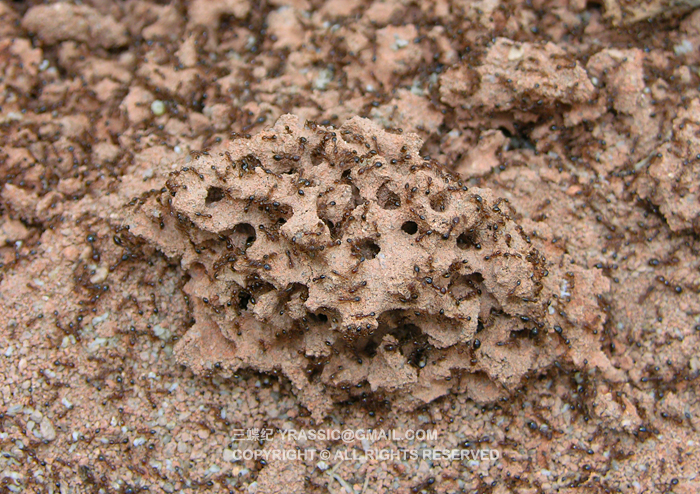 红火蚁的蚁巢,结构呈蜂窝状.