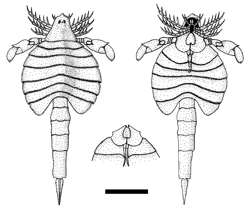 文章列表 文章详情 莱茵蟹体鲎(rhinocarcinosoma)的化石和复原图.