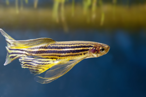 斑马鱼是一种重要的模式生物.图片来源:shutterstock友情提供