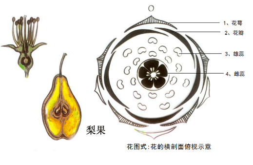 【发现物】怪胎辣椒!