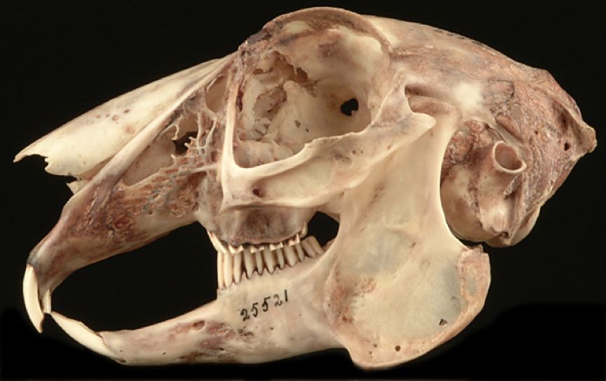 上图是兔形类的兔子头骨,可以看到在大门齿的后面还有一对较小的门齿