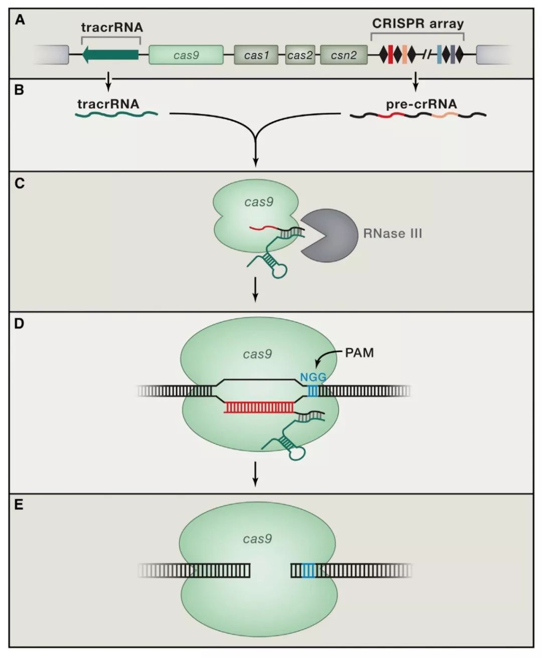 酿脓链球菌( streptococcus thermophilus)中的crispr-cas9系统.