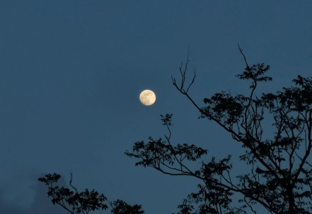 举头望月的夜晚,你在想什么呢?图片来源:图虫创意