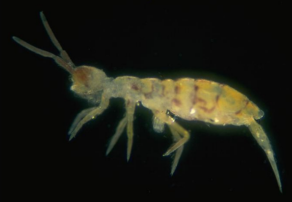 壁纸 昆虫 桌面 595_412