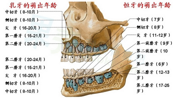 人的每一颗牙齿都有其发育规律,并且这个过程都有相对稳定的时间范围.