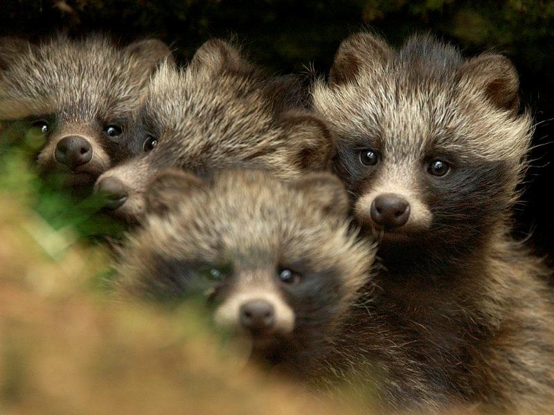nyctereutes procyonoides,英文名raccoon dog(浣熊狗=w=),别名貉子