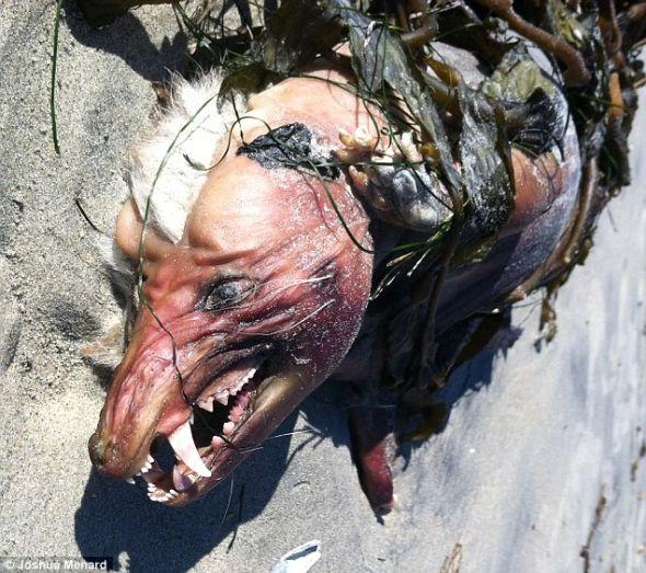 美国海滩发现奇怪动物尸体长巨大门牙,这是啥动物啊?