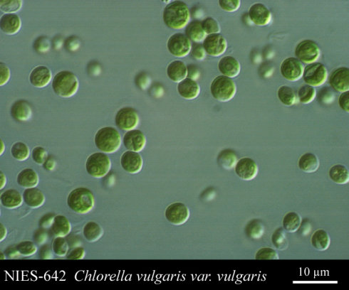 浒苔(enteromorpha prolifera) 是绿藻门绿藻纲石莼目浒苔属数种藻类