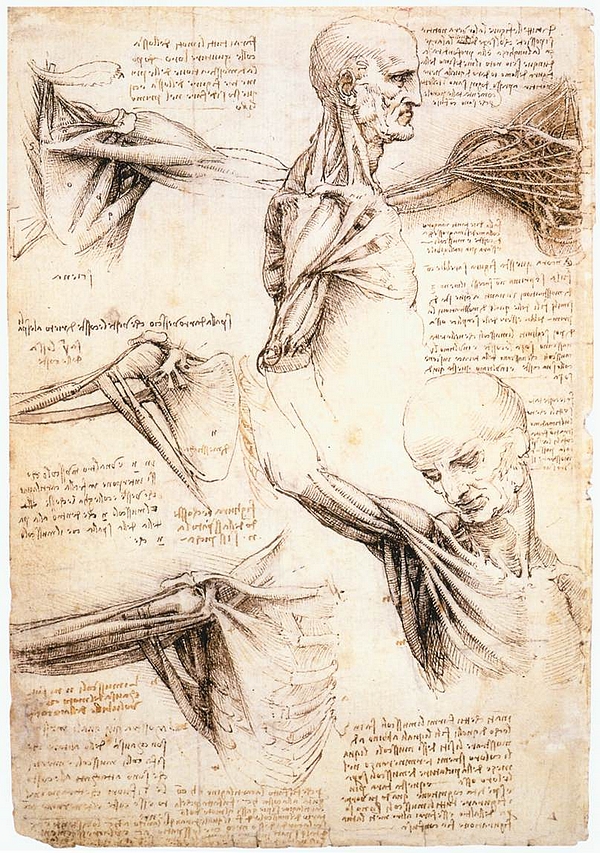 达芬奇的解剖人体素描(图片:blog.artron.net)