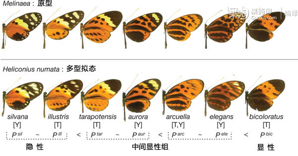 【多形态的狐眼袖蝶(heliconius numata,下排)拟态了苹绡蝶属(melina