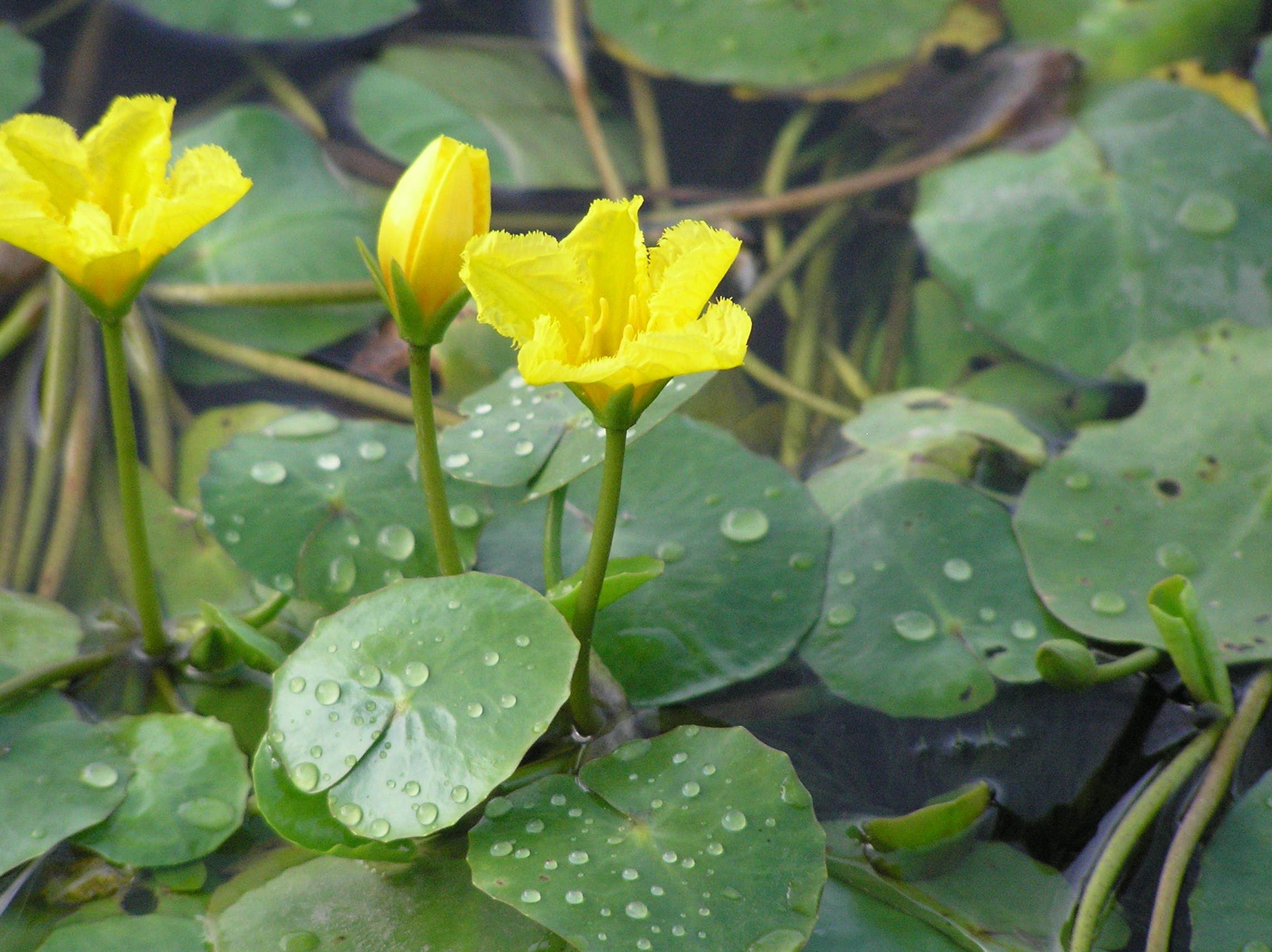 【餐桌物种日历】11月28日 龙骨瓣荇菜