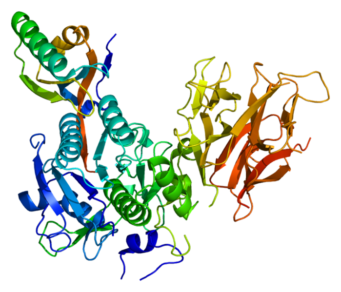 pcsk9蛋白质结构图.图片来源:wikipedia