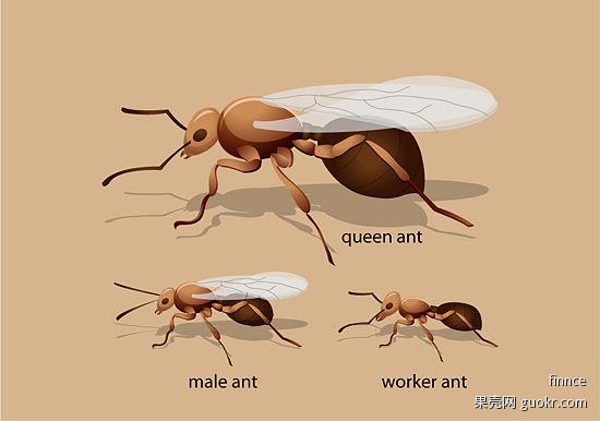 院子里的长翅膀的大蚂蚁求鉴定,黑色1厘米,有图