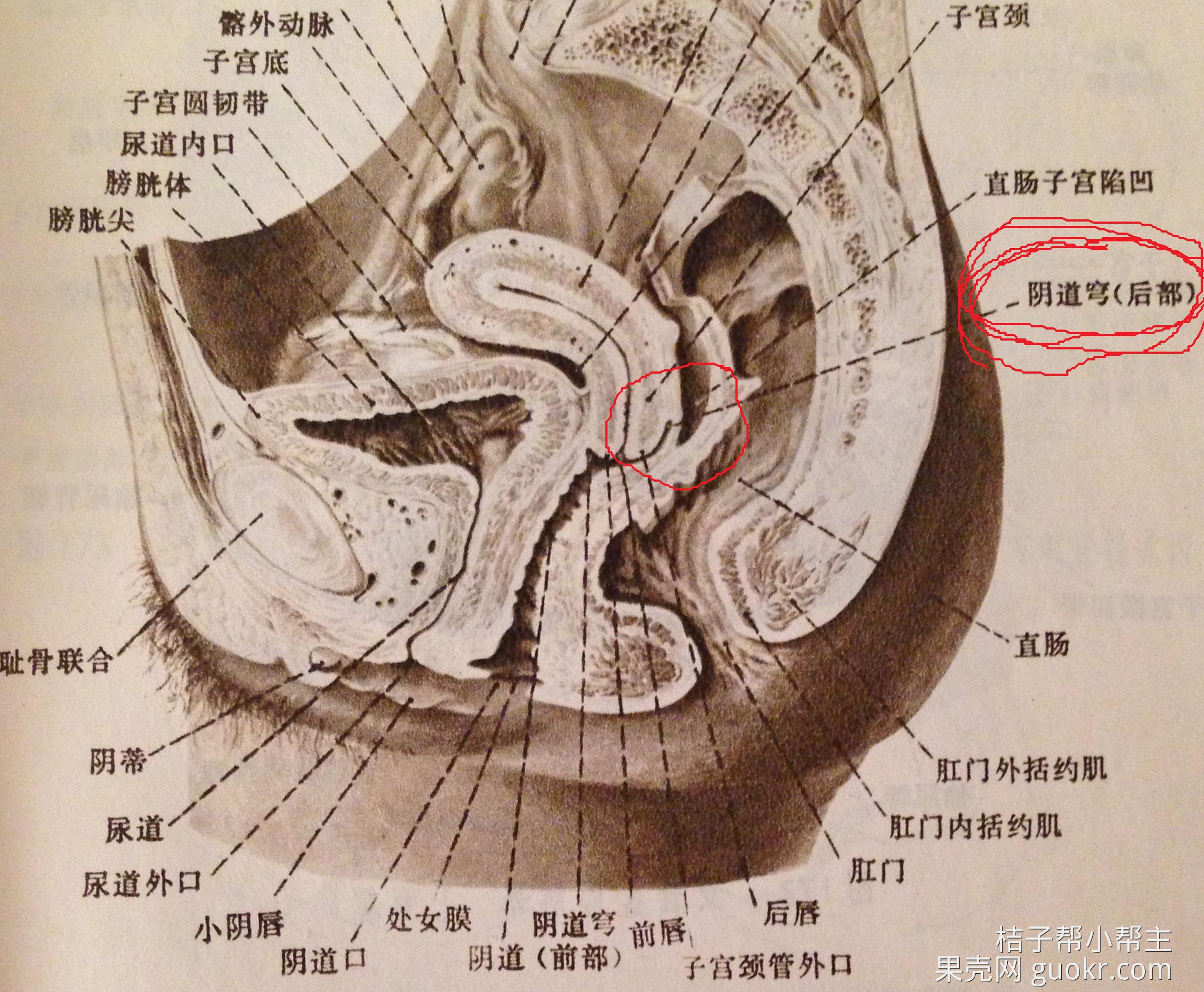 宫颈口在临产前是紧闭的,且有黏液封闭,要是特别长,就塞到宫颈口后的