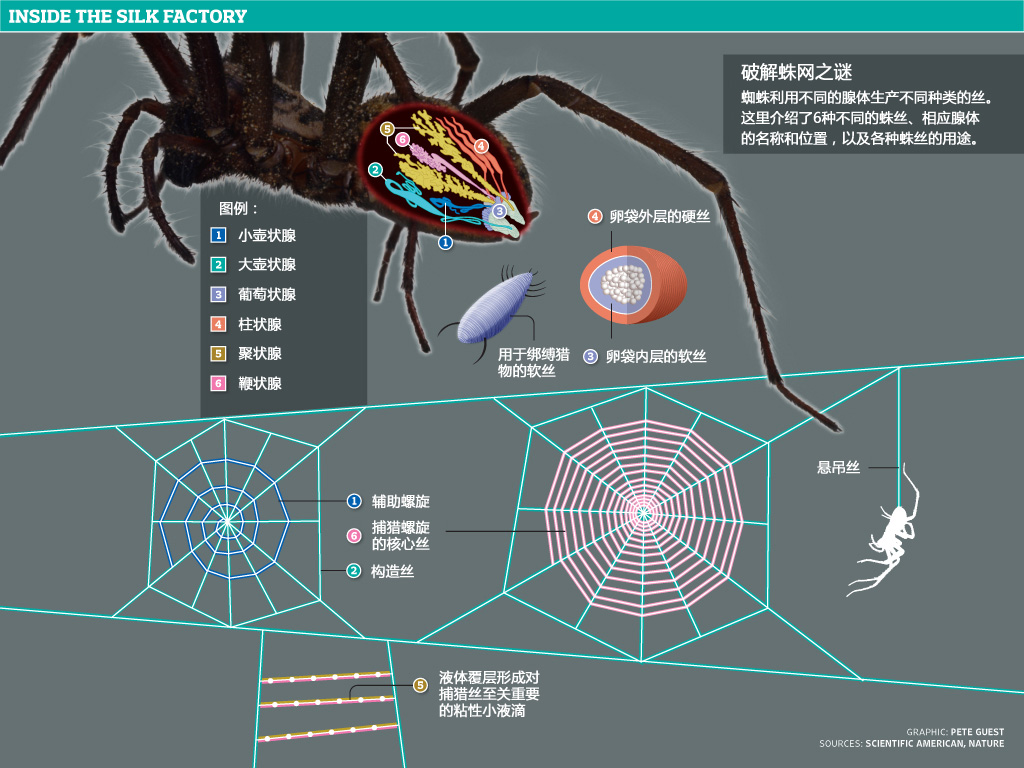 How a spider uses its silk: click to see the full-size graphic