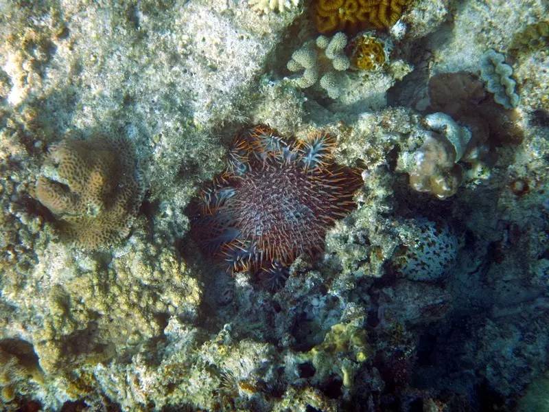 棘冠海星 剧毒的珊瑚克星 曾经也是个粉红小公举 果壳科技有意思