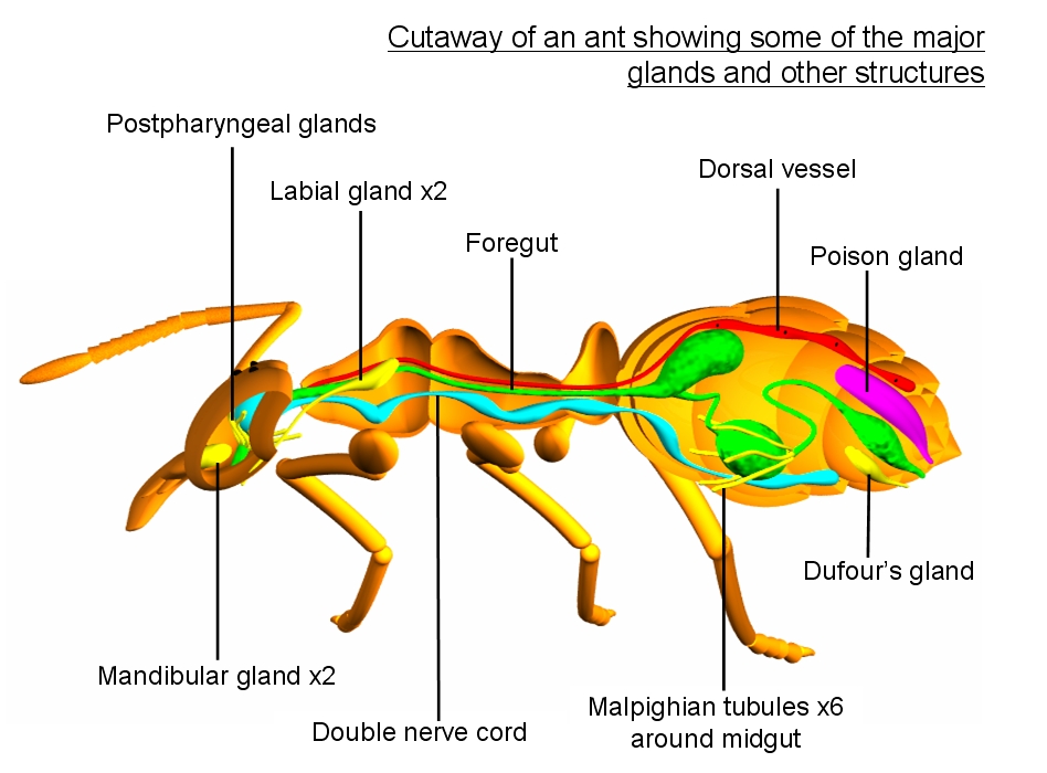 蚂蚁身体结构分解图图片