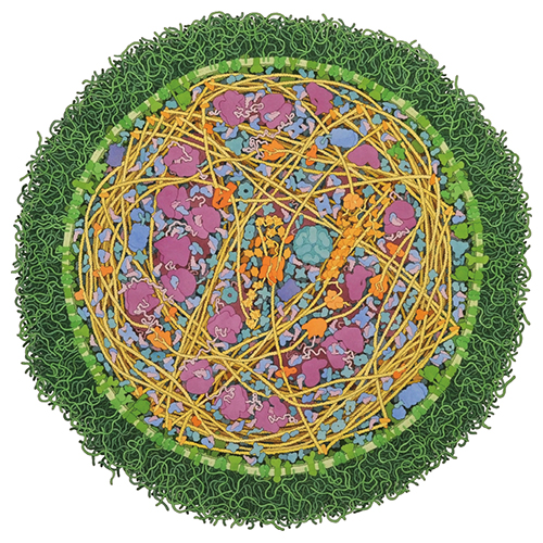 Mycoplasma mycoides, by David S. Goodsell