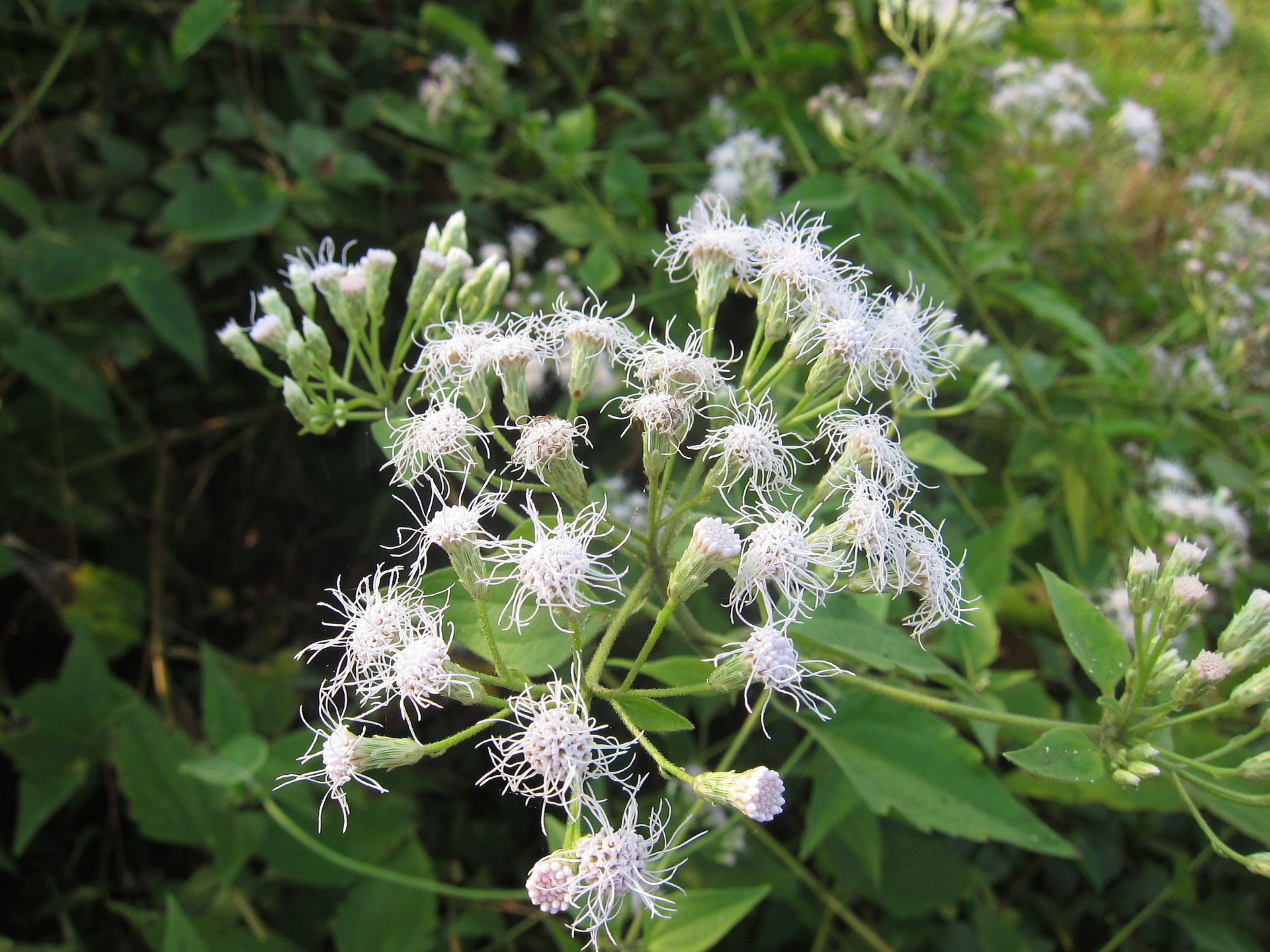 泽兰(泽兰叶的功效与作用)