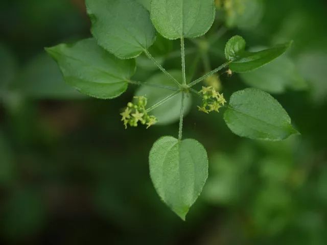 章子怡穿着的 茜素红绸缎 来自这种野草 果壳科技有意思