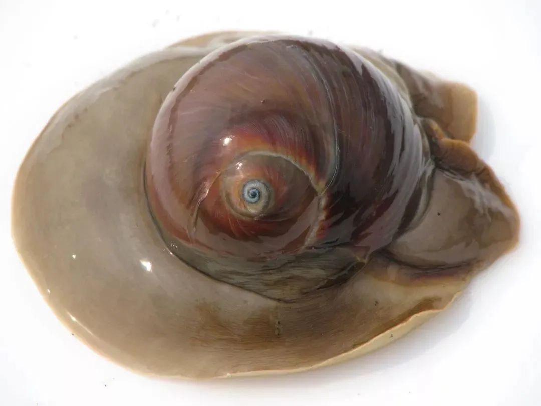 直径9-10厘米环切绿螺 收藏标本螺 地中海天然贝壳海螺-阿里巴巴