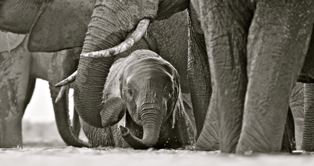 elephant-baby-at-waterhole.jpg