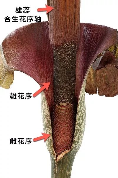 为了来到你面前 魔芋等了4年 果壳科技有意思