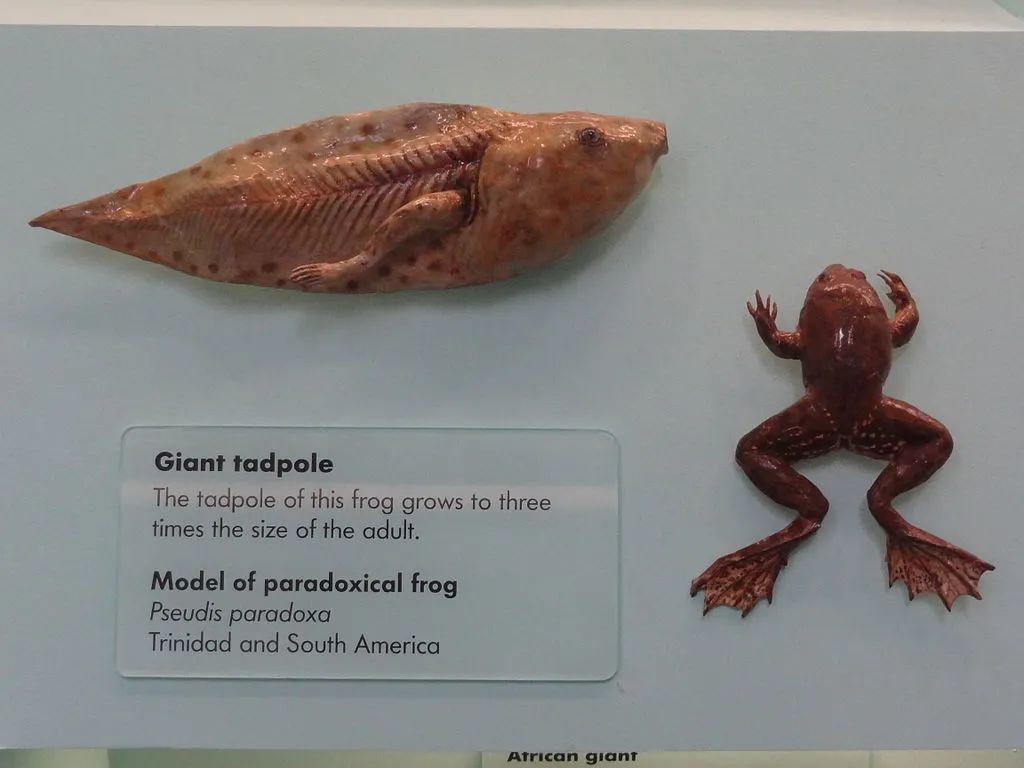 英文名paradoxical frog,拉丁學名pseudis paradoxa,屬於雨蛙科