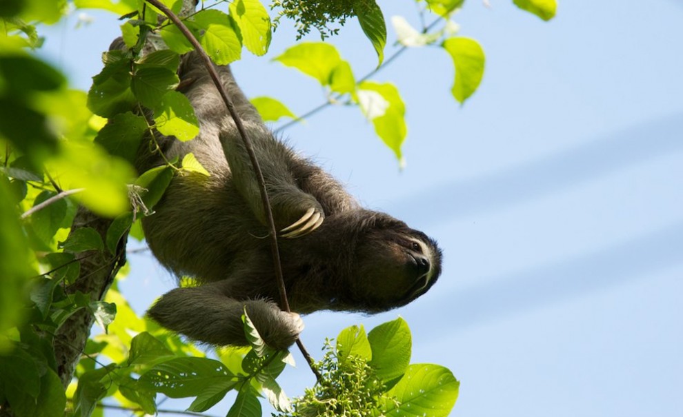 Sloth-990x605.jpg