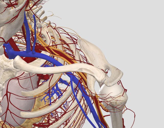 锁骨内侧面神经血管密布   complete anatomy