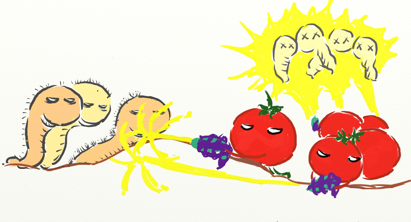tomato4.png
