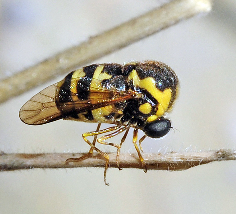 其实头蝇是和小头虻(acroceridae)拿错脑袋了.