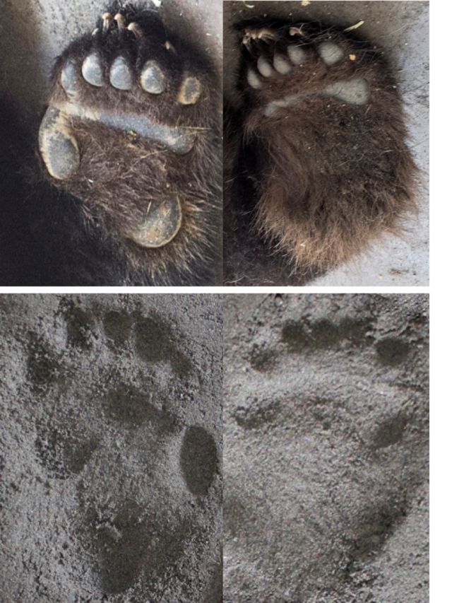熊猫的脚印像什么图片