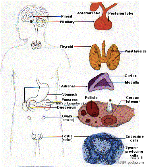 人体使用说明书16 内分泌系统 日志 果壳网 科技有意思