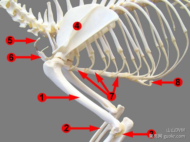 狗狗没有锁骨 锁骨照片 狗骨骼 狗没有锁骨