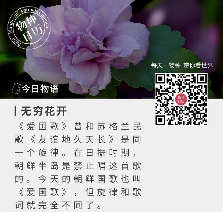 什么花朝开暮死 却又无穷无尽 果壳科技有意思