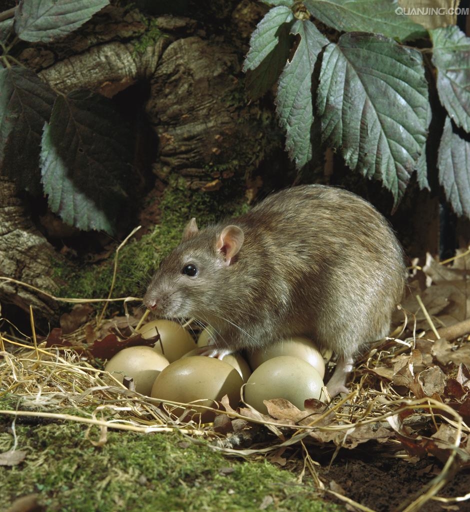 在野外褐家鼠还能捕捉昆虫,蠕虫,小鱼虾蟹,蛙类,鸟蛋等,甚至捕食小鸡