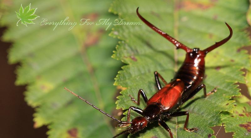 求这些蠼螋照片的作者以及更多作品的出处，据说是台湾的摄影师。 | 自然控小组 | 果壳网 科技有意思