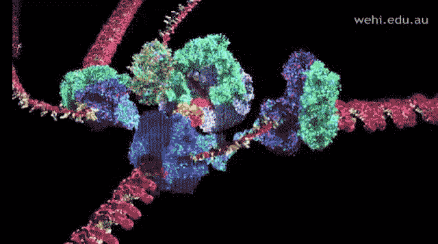 DNA复制gif图片