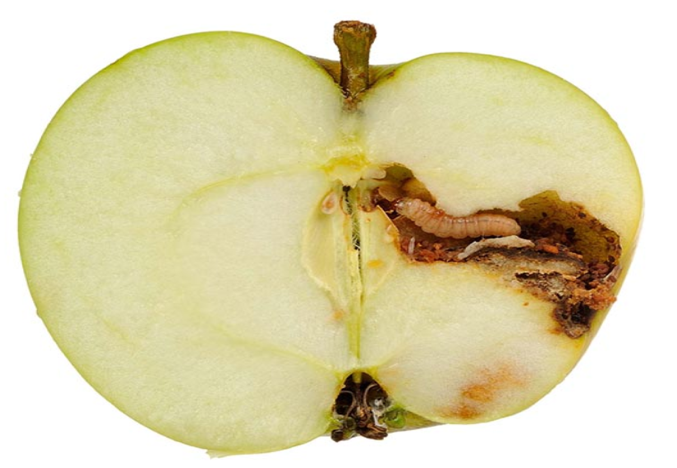 苹果蠹蛾卵图片